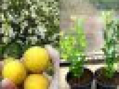 Semenke Poncirusa Triflorate - Divlji limun