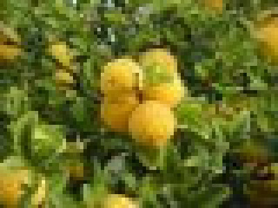 Sadnice Poncirus triflorata - divlji limun