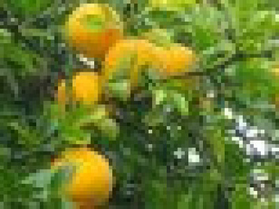 Sadnice Poncirus triflorata - divlji limun