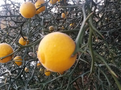 Sadnice Poncirus triflorata - divlji limun