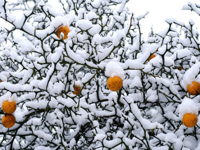 Sadnice Poncirus triflorata - divlji limun