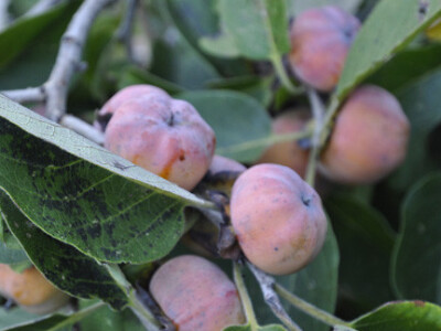 Američki Kaki(Diospyros Virginiana)-Meader