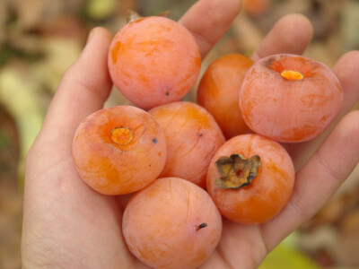 Američki Kaki(Diospyros Virginiana)-Meader