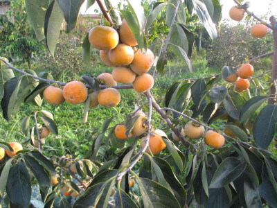 Američki Kaki(Diospyros Virginiana)-Meader