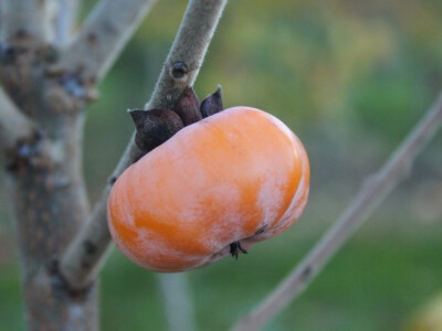 Američki Kaki(Diospyros Virginiana)-Meader