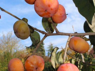 Američki Kaki(Diospyros Virginiana)-Meader