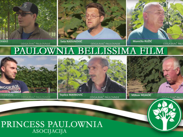 Paulownia Bellissima sertifkovane sadnice