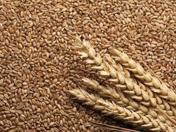 Još jedan proizvod iz BASF laboratorija - Systiva®!