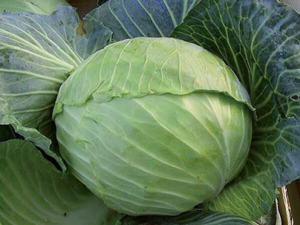 Sjeme kupusa MONROO F1