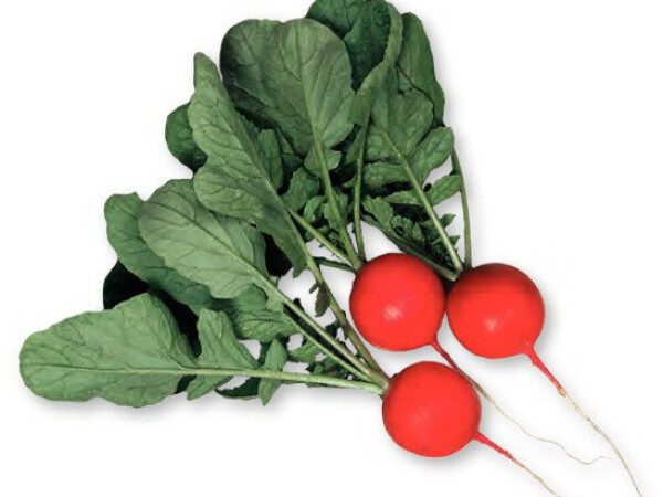 Sjeme rotkvice CHERIETTE F1