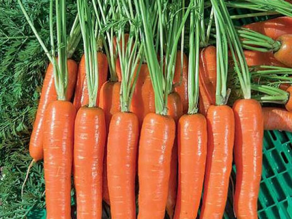 Sjeme mrkve MUSICO F1