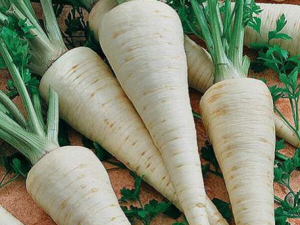 Sjeme peršina ATIKA