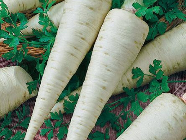 Sjeme peršina ORBIS