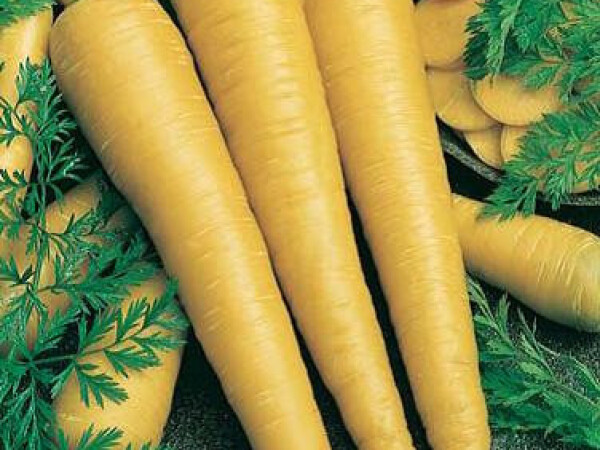 Sjeme mrkve TABORSKA ZLUTA