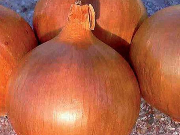 Sjeme luka AURORA F1