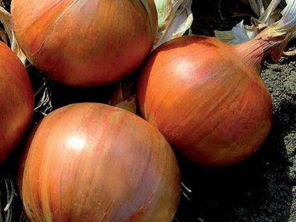 Sjeme luka SUPERNOVA F1