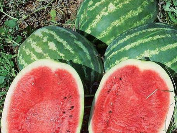 Sjeme lubenice TOP MARA F1