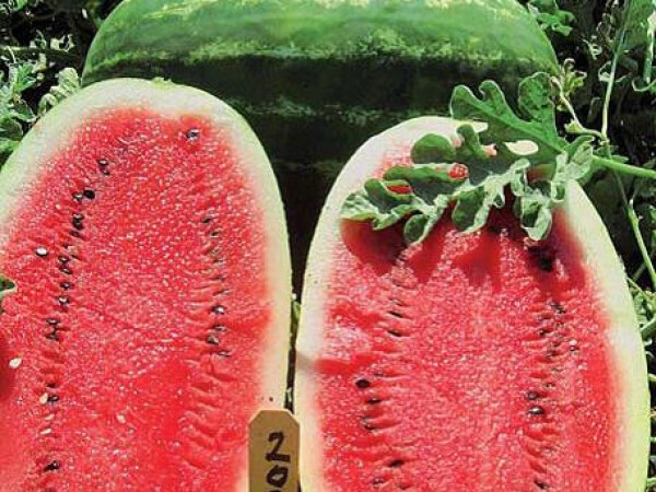 Sjeme lubenice EARLY SAMANTHA F1