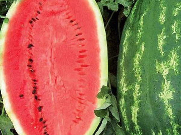 Sjeme lubenice KARNAKATA F1