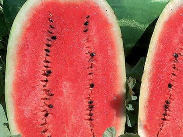 Sjeme lubenice SAMANTHA F1