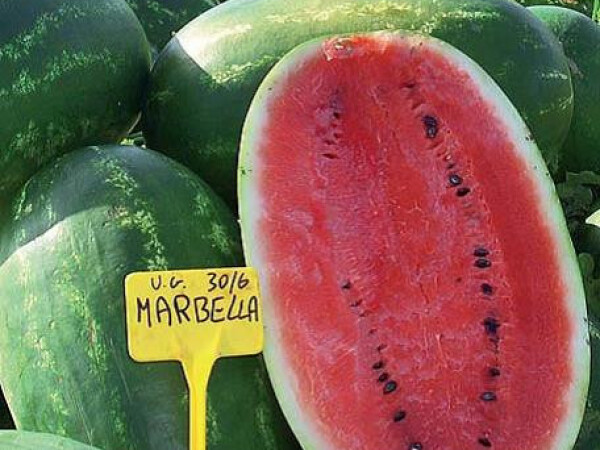 Sjeme lubenice MARBELLLA F1