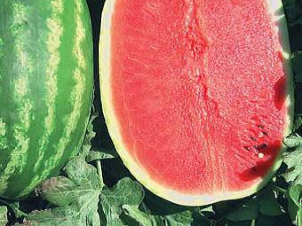 Sjeme lubenice PRISMATICA F1