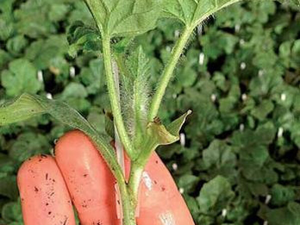 Podloga za cijepljenje lubenice ROOTPOWER