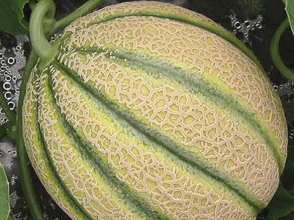 Sjeme dinje TERRIERO F1