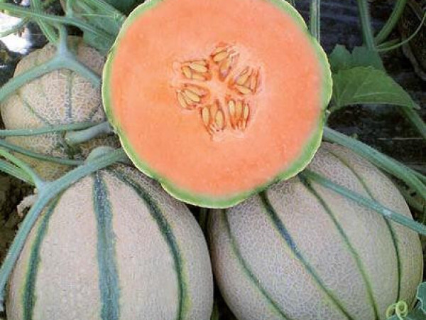 Sjeme dinje PORTENTO F1