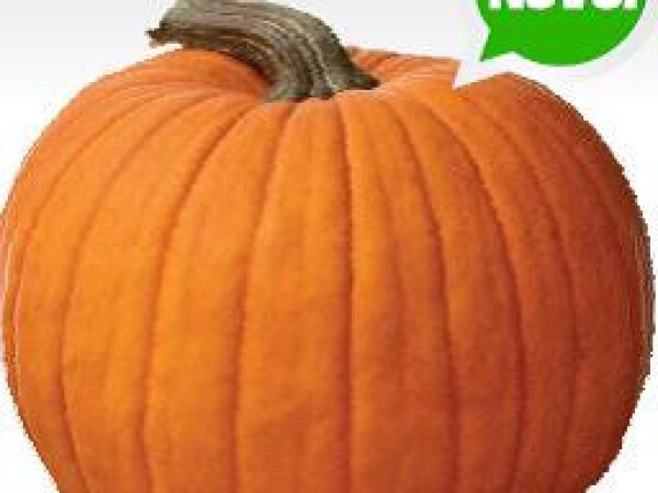 Sjeme tikve YELLOWBOYS F1