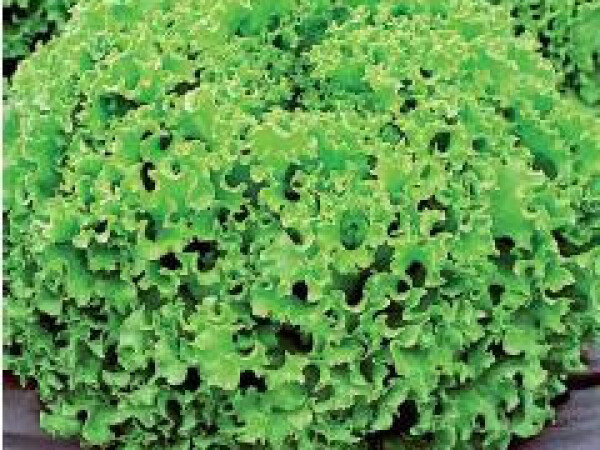 Sjeme salate DRAGONE