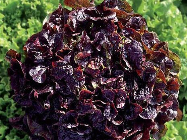 Sjeme salate FLAMBINE