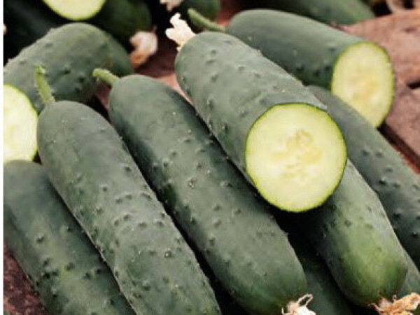 Sjeme krastavca TRIUNFO F1