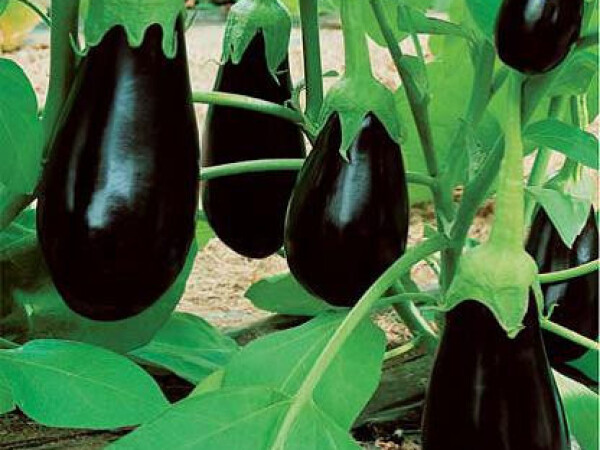 Sjeme patlidžana MIRVAL F1