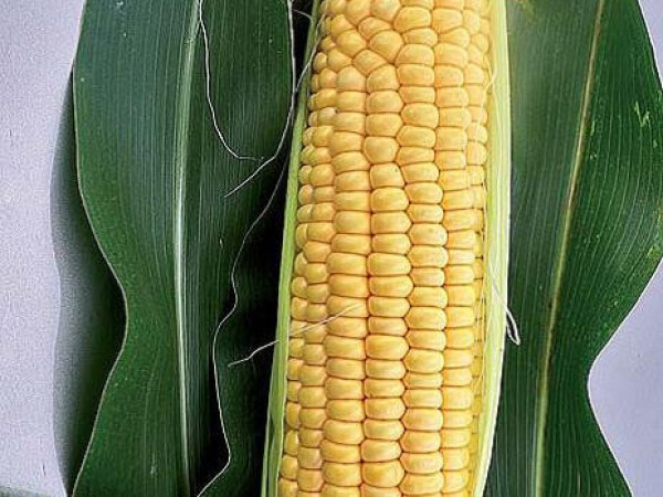 Sjeme šećerca KUATUOR F1