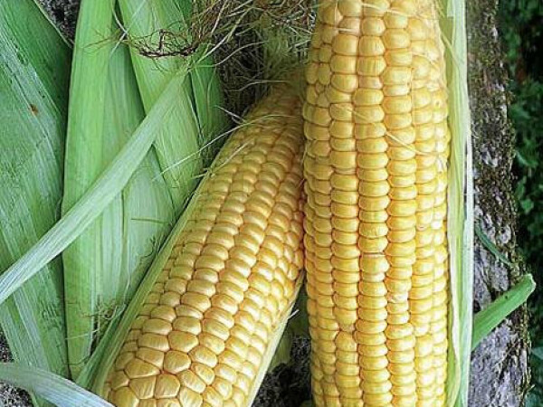 Sjeme šećerca RUSTLER F1