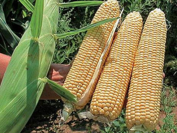 Sjeme šećerca KINZE F1