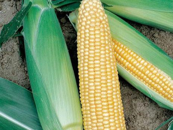 Sjeme šećerca TURBO F1