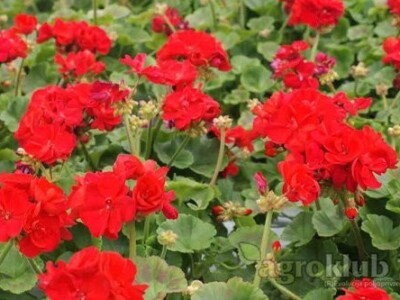 Presadnice pelargonija