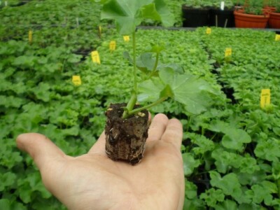 Presadnice pelargonija