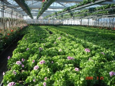 Presadnice pelargonija