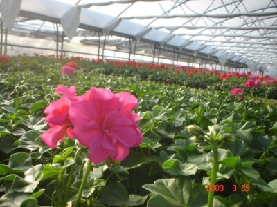 Presadnice pelargonija