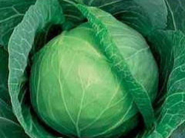 Sjeme kupusa SUPREME VANTAGE F1