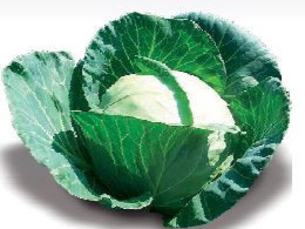 Sjeme kupusa MARLOO F1