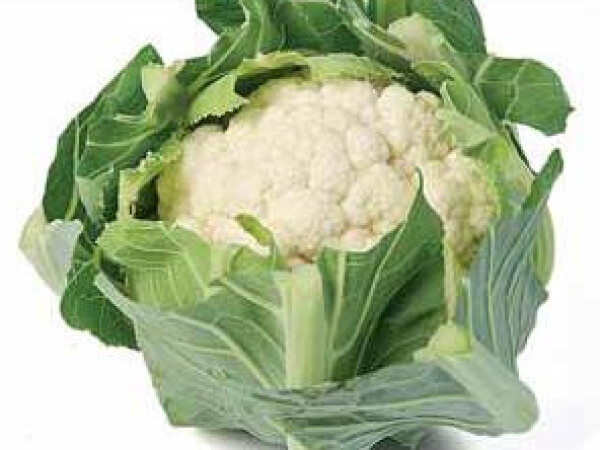 Sjeme cvjetače WHITE STEP F1