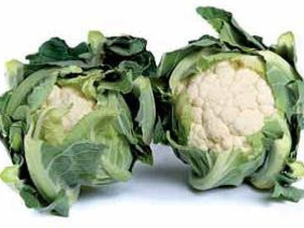 Sjeme cvjetače MERTON F1