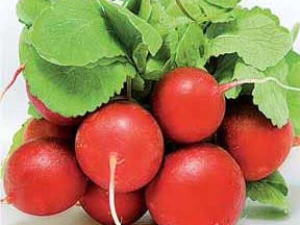 Sjeme rotkvice TINTO F1