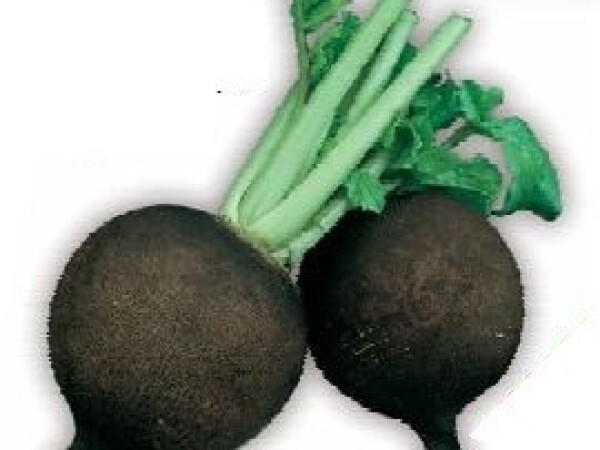 Sjeme crne rotkve - povrtnice PANTER