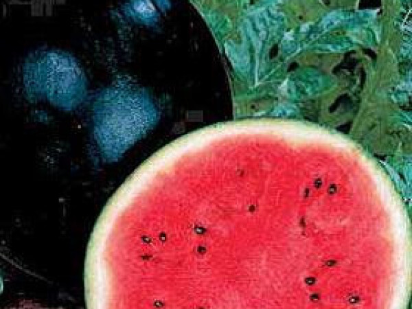 Sjeme lubenice LUSIA F1