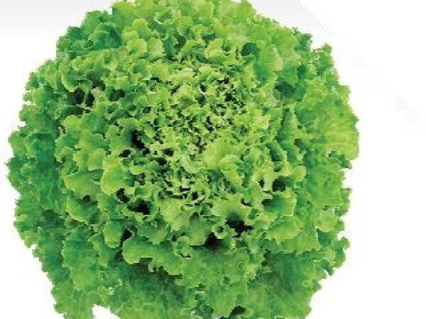 Sjeme salate MARADONE